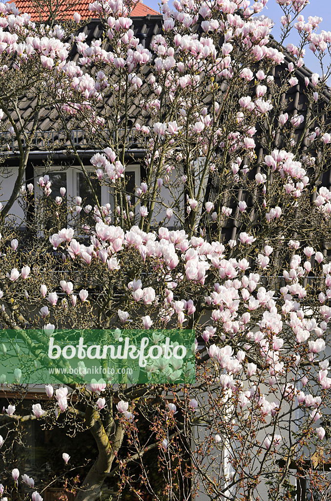 555031 - Tulpenmagnolie (Magnolia x soulangiana)