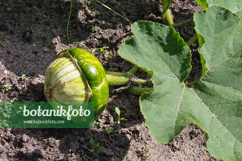 573012 - Turbankürbis (Cucurbita maxima convar. turbaniformis)