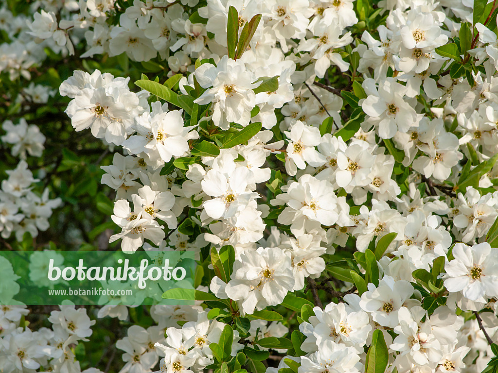 448034 - Turkestanische Radspiere (Exochorda korolkowii)