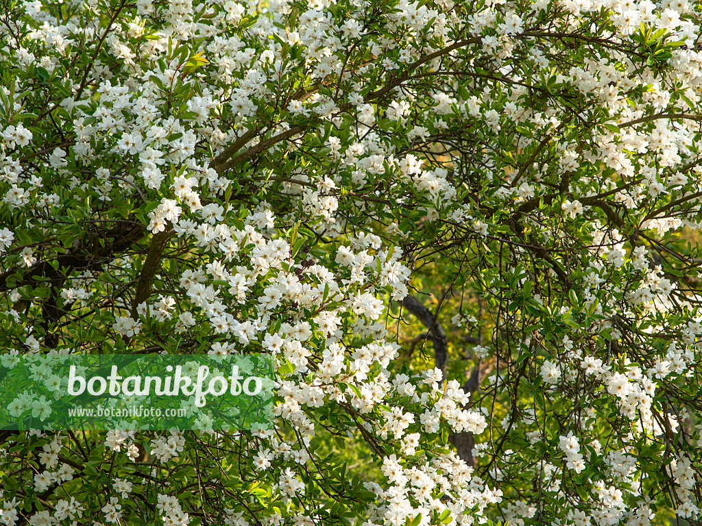 448035 - Turkestanische Radspiere (Exochorda korolkowii)