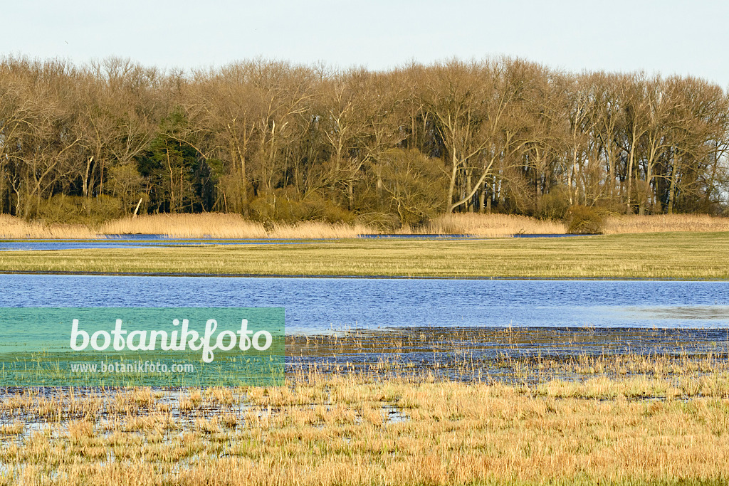 555006 - Überflutete Wiesen an der Havel bei Havelberg, Brandenburg, Deutschland