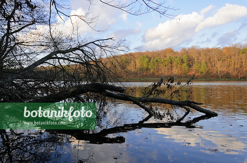 525453 - Umgestürzter Baum im Hellsee, Naturschutzgebiet Biesenthaler Becken, Brandenburg, Deutschland