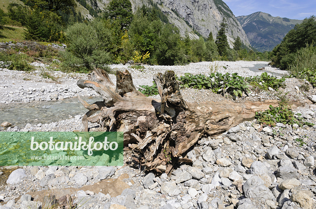 536076 - Umgestürzter Baum, Rißbachtal, Alpenpark Karwendel, Österreich