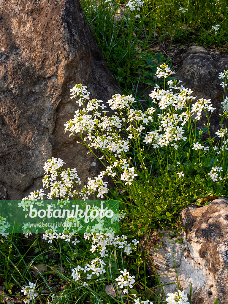 424114 - Ungarische Gänsekresse (Arabis procurrens)