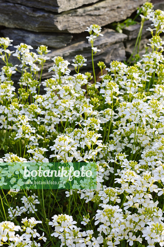 483343 - Ungarische Gänsekresse (Arabis procurrens)