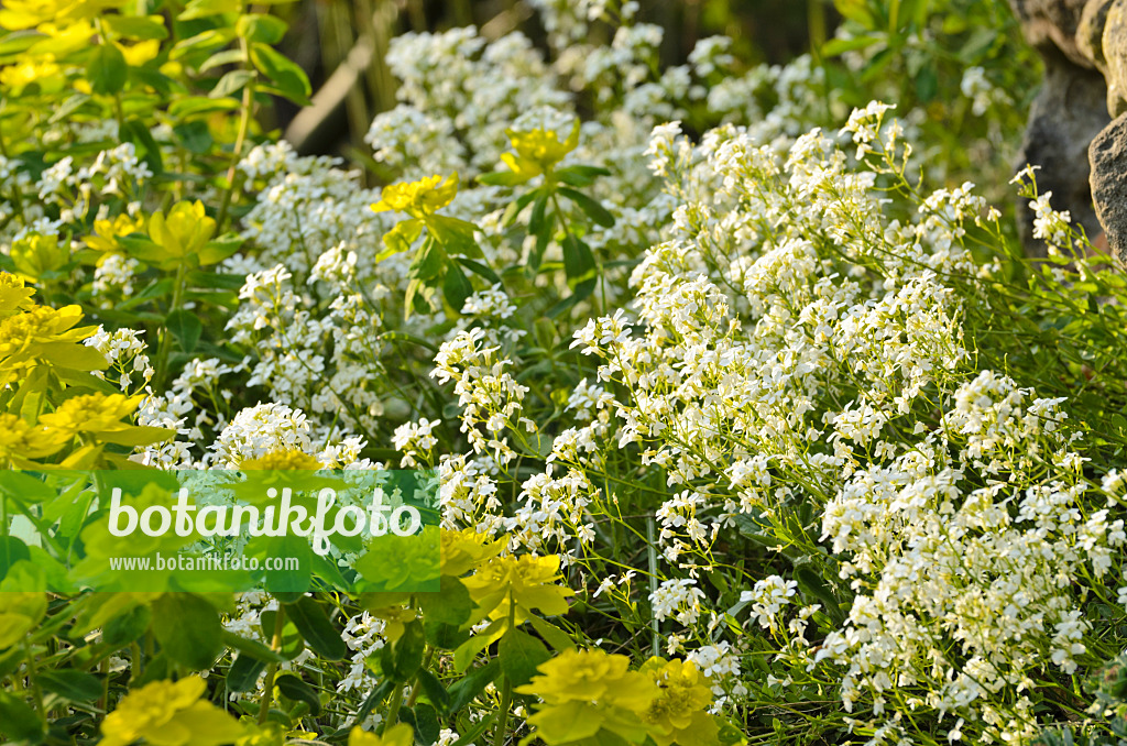 495211 - Ungarische Gänsekresse (Arabis procurrens) und Mandelblättrige Wolfsmilch (Euphorbia amygdaloides)