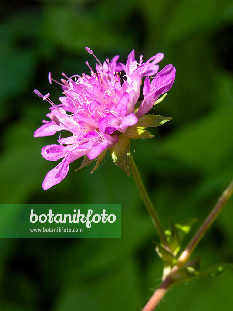 427164 - Ungarische Witwenblume (Knautia drymeia)