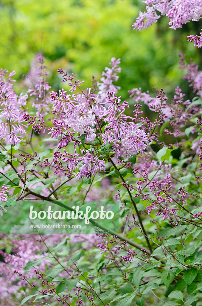 520225 - Ungarischer Flieder (Syringa josikaea)