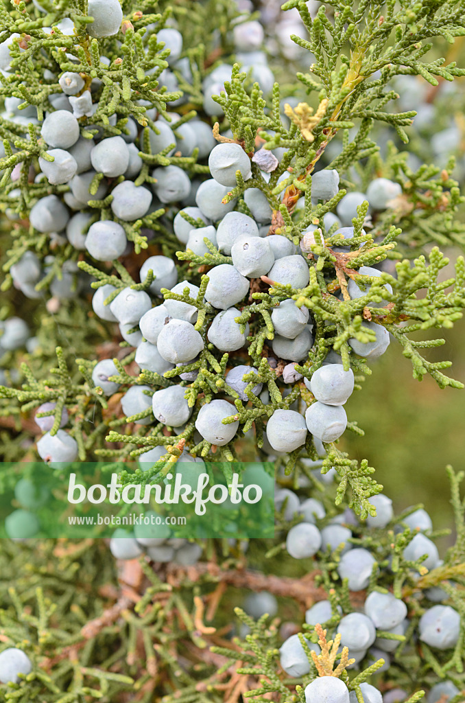 508297 - Utah-Wacholder (Juniperus osteosperma)