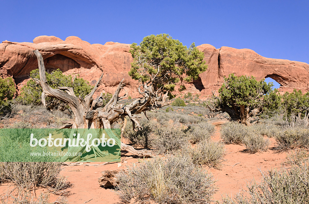 508290 - Utah-Wacholder (Juniperus osteosperma) am South Window, Nationalpark Arches, Utah, USA