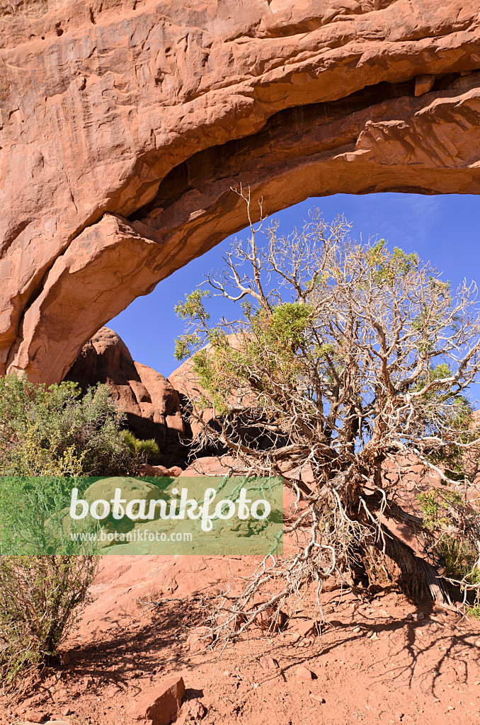 508291 - Utah-Wacholder (Juniperus osteosperma) am South Window, Nationalpark Arches, Utah, USA