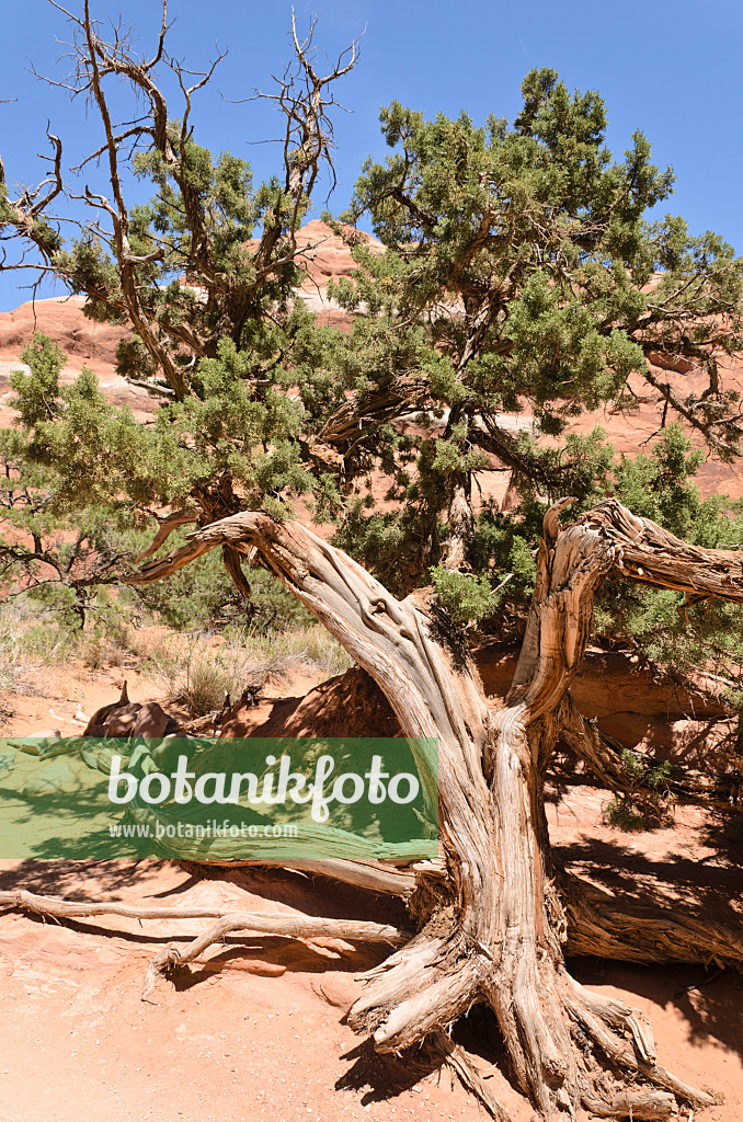 508271 - Utah-Wacholder (Juniperus osteosperma), Nationalpark Arches, Utah, USA