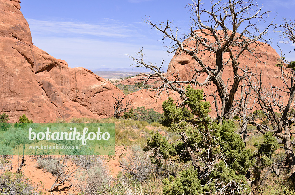 508279 - Utah-Wacholder (Juniperus osteosperma), Nationalpark Arches, Utah, USA