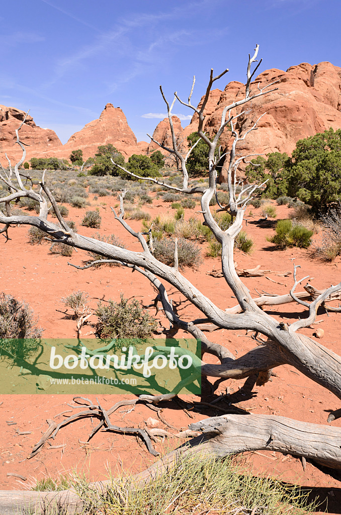 508283 - Utah-Wacholder (Juniperus osteosperma), Nationalpark Arches, Utah, USA