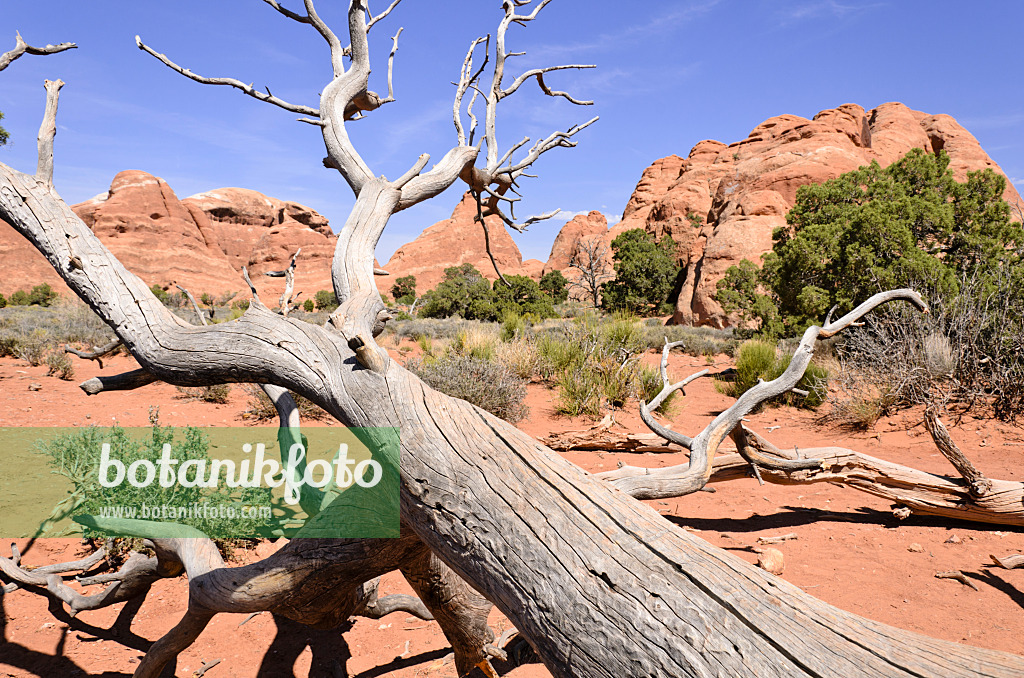 508285 - Utah-Wacholder (Juniperus osteosperma), Nationalpark Arches, Utah, USA