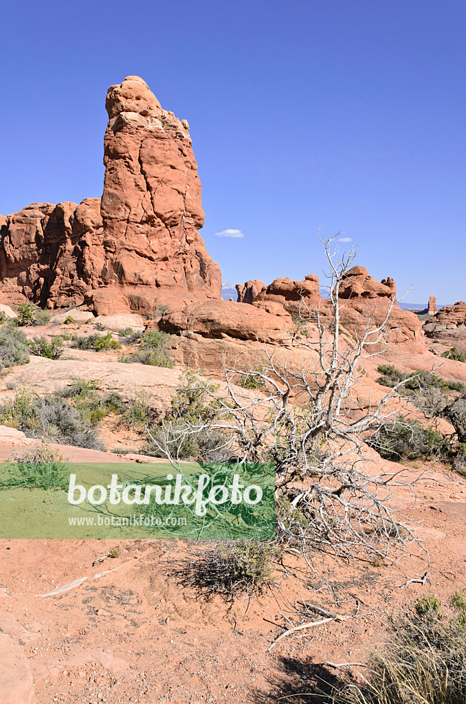 508288 - Utah-Wacholder (Juniperus osteosperma), Nationalpark Arches, Utah, USA