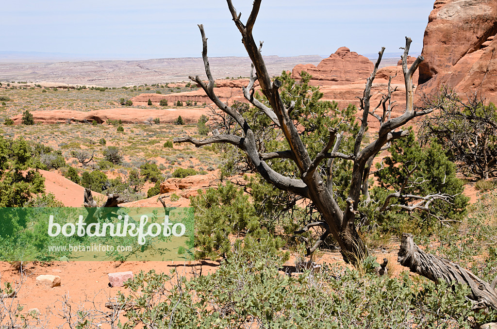 508276 - Utah-Wacholder (Juniperus osteosperma) und Pinyon-Kiefer (Pinus edulis), Nationalpark Arches, Utah, USA