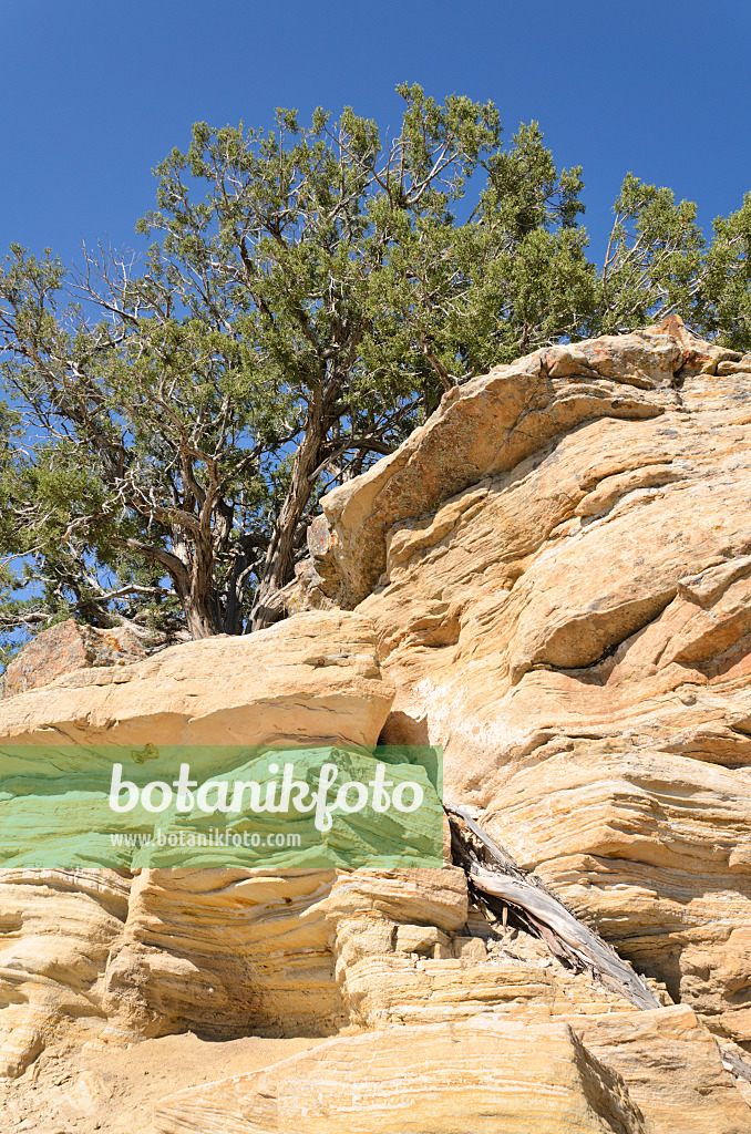 508258 - Utah-Wacholder (Juniperus osteosperma), Utah, USA