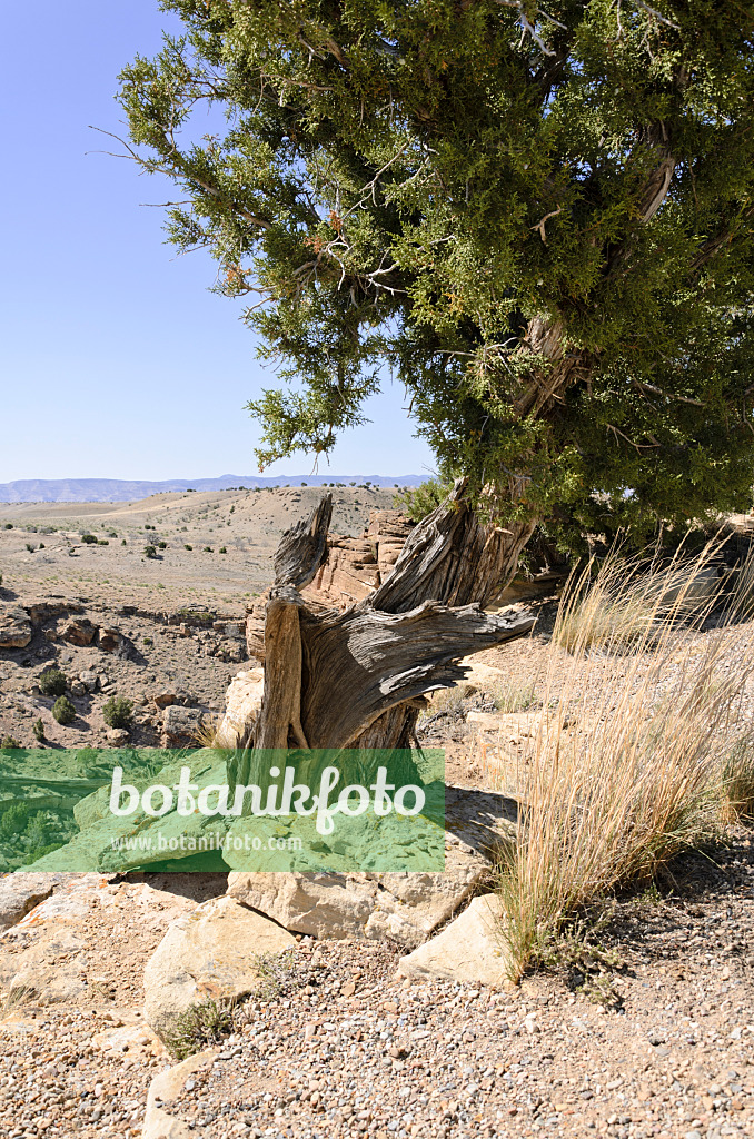 508259 - Utah-Wacholder (Juniperus osteosperma), Utah, USA