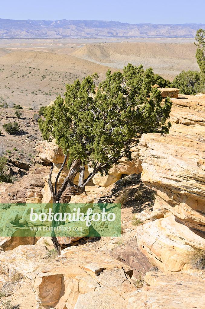 508260 - Utah-Wacholder (Juniperus osteosperma), Utah, USA