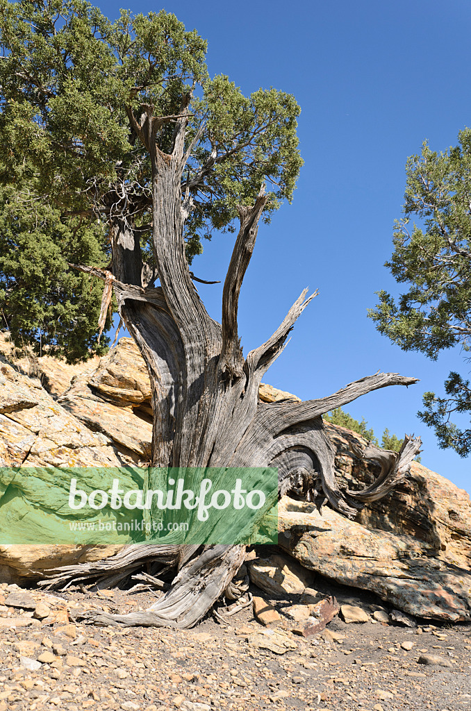 508262 - Utah-Wacholder (Juniperus osteosperma), Utah, USA