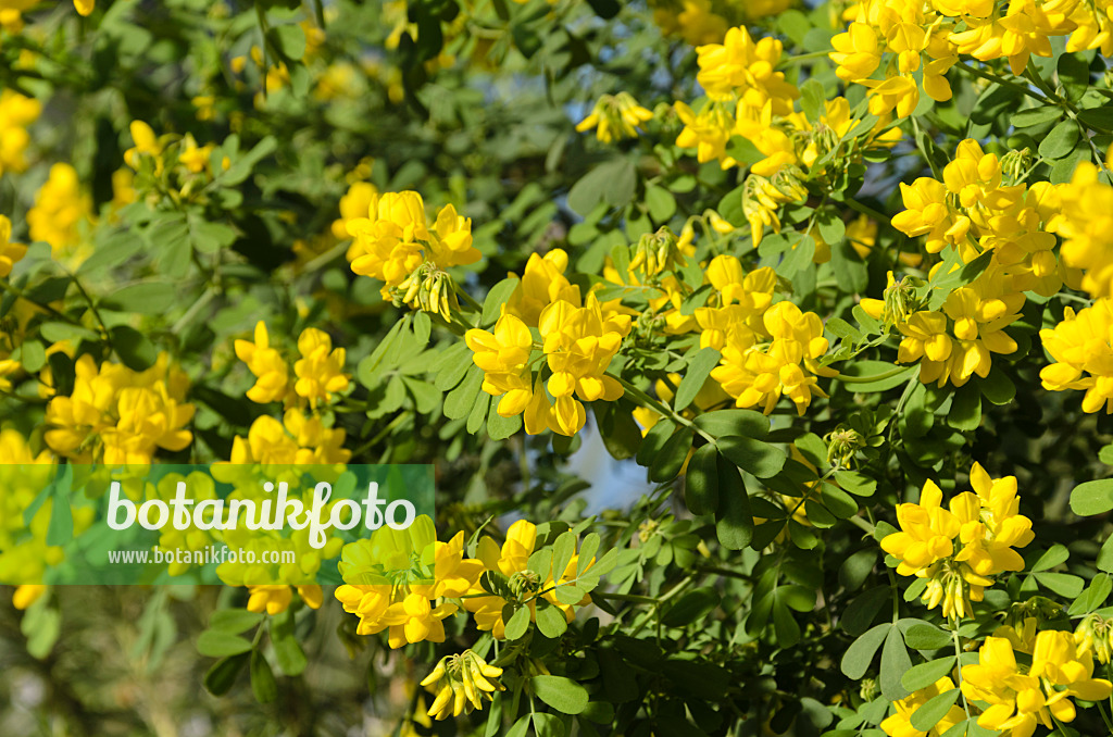 493054 - Valencia-Kronwicke (Coronilla valentina subsp. glauca)