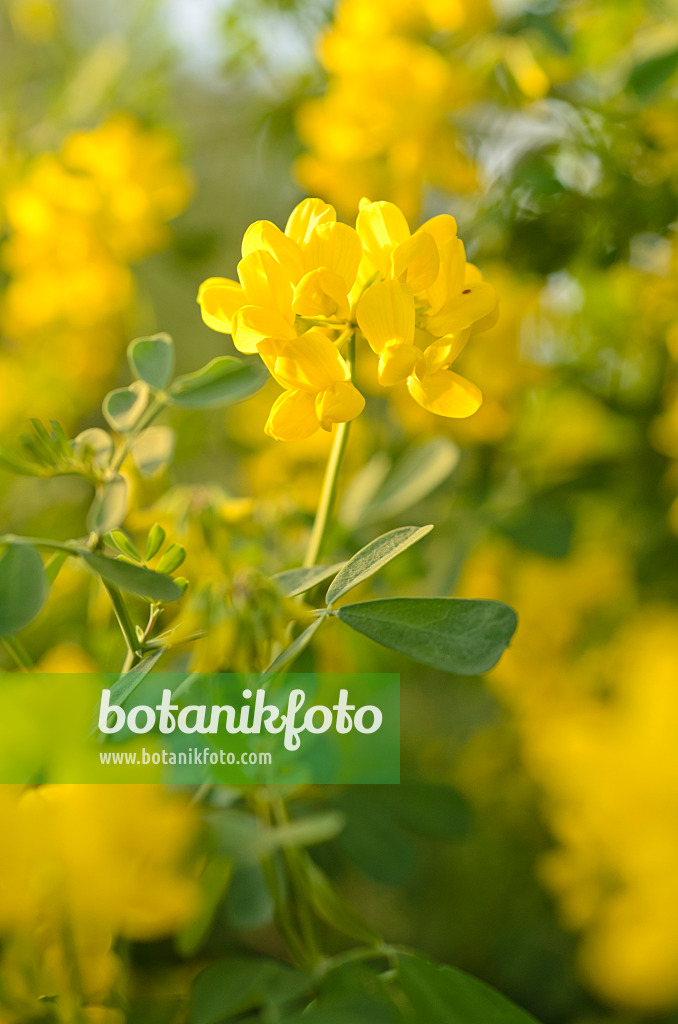 506048 - Valencia-Kronwicke (Coronilla valentina subsp. glauca)