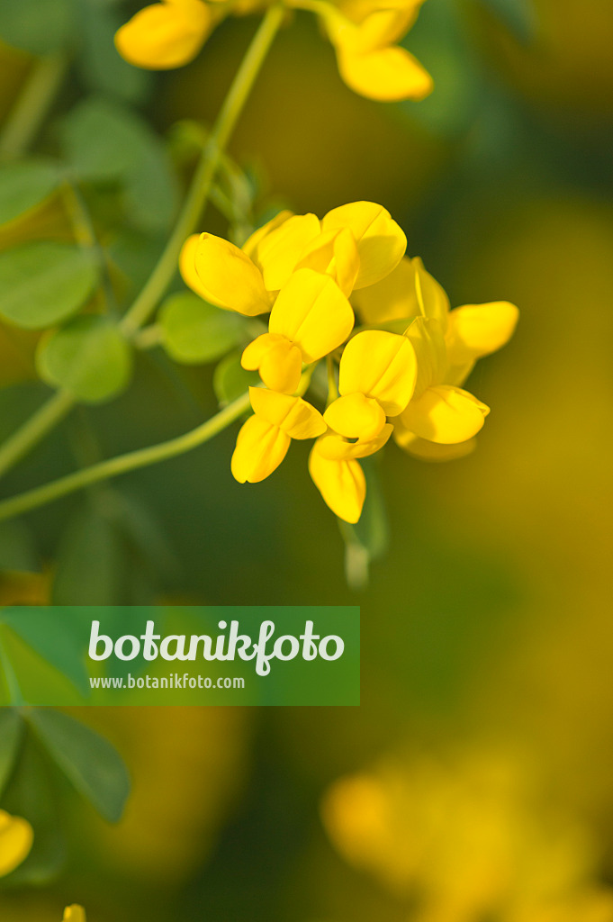 518111 - Valencia-Kronwicke (Coronilla valentina subsp. glauca)