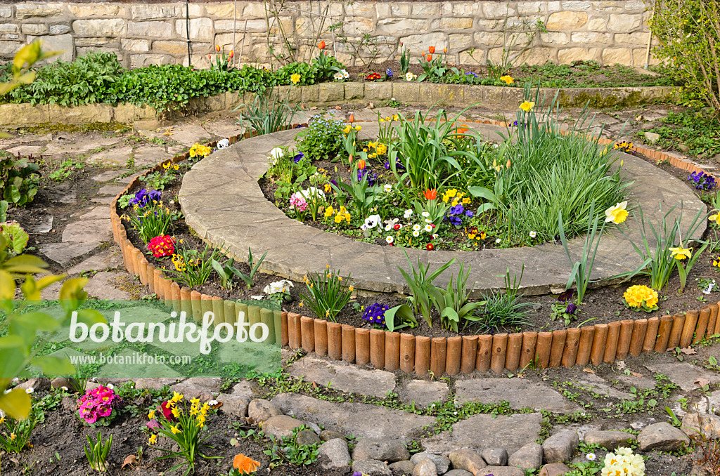 555056 - Veilchen (Viola), Gänseblümchen (Bellis), Schlüsselblumen (Primula) und Tulpen (Tulipa) in einem runden Beet