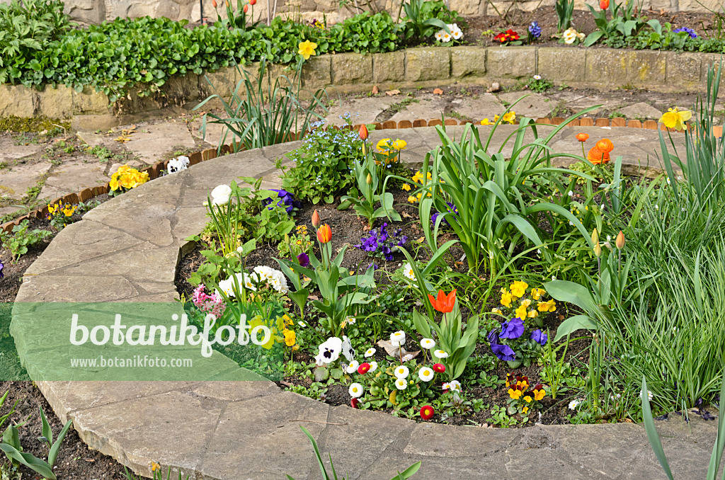 555057 - Veilchen (Viola), Gänseblümchen (Bellis), Schlüsselblumen (Primula) und Tulpen (Tulipa) in einem runden Beet