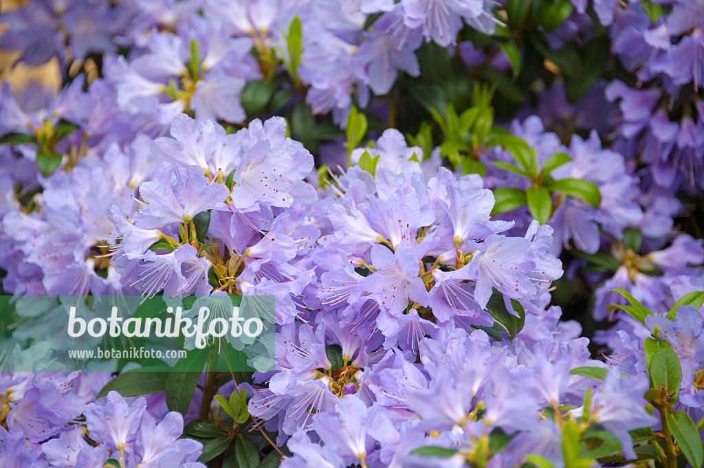 535318 - Veilchenblauer Rhododendron (Rhododendron impeditum 'Blue 'Tit Magor')