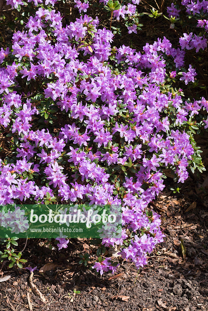 555124 - Veilchenblauer Rhododendron (Rhododendron impeditum 'Moorheim')