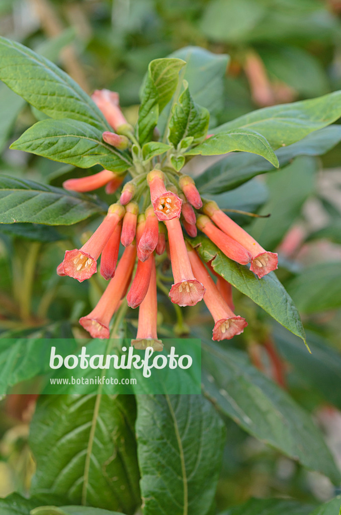 499166 - Veilchenstrauch (Iochroma coccinea)