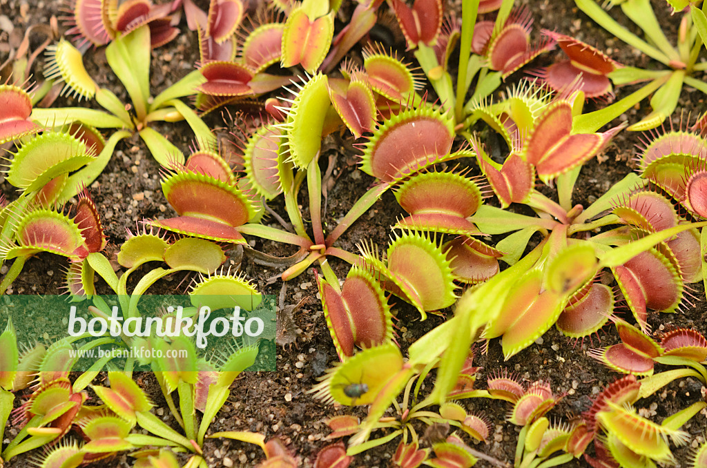 547328 - Venusfliegenfalle (Dionaea muscipula)