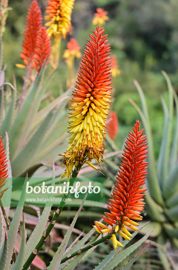 564169 - Veränderliche Aloe (Aloe mutabilis)