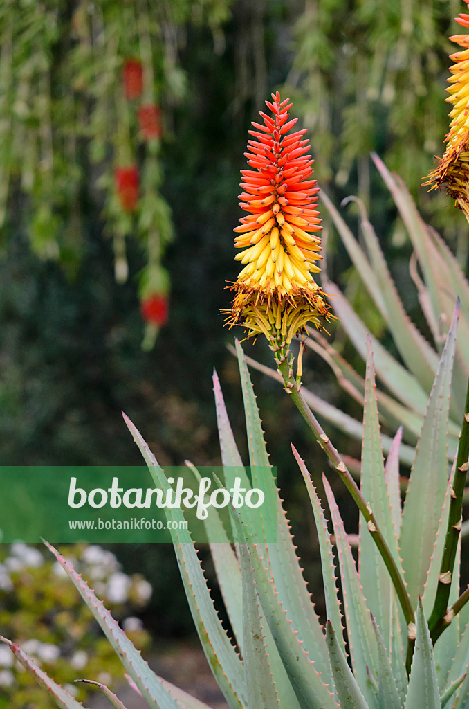 564172 - Veränderliche Aloe (Aloe mutabilis)