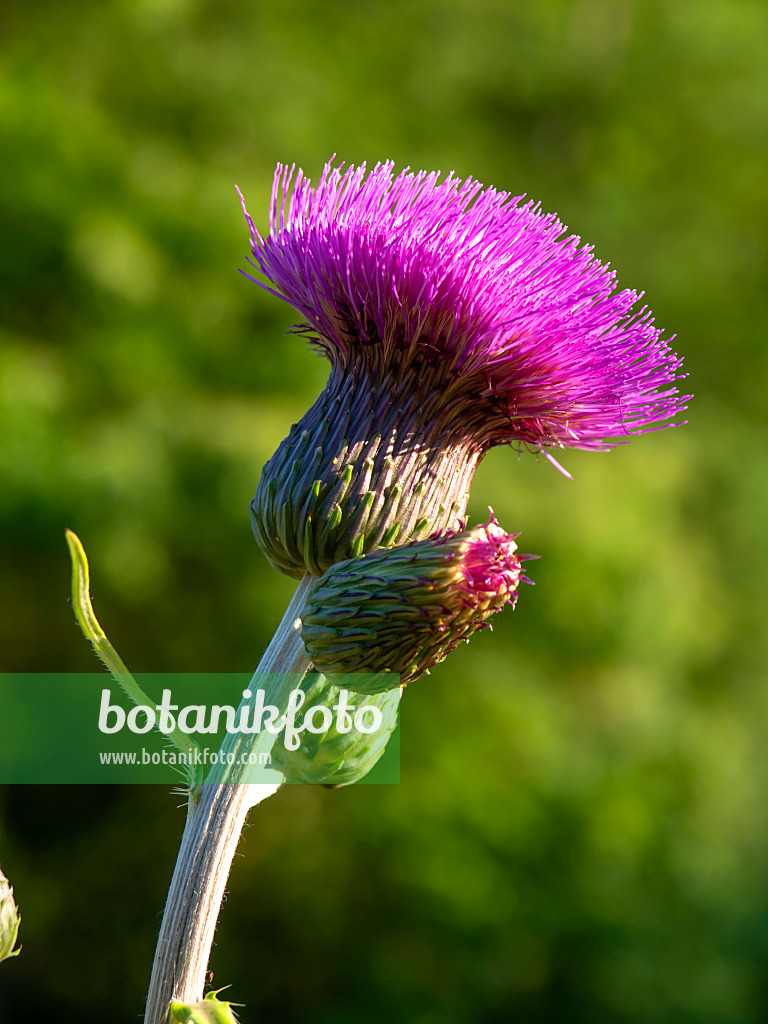 438223 - Verschiedenblättrige Kratzdistel (Cirsium heterophyllum)