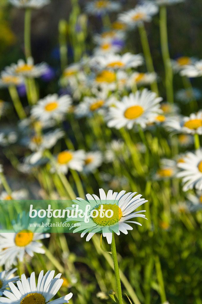 509030 - Verschiedenblättrige Margerite (Leucanthemum heterophyllum)