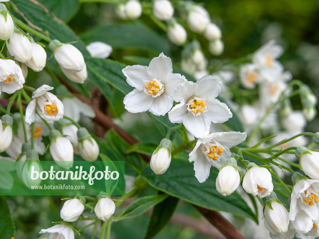 448073 - Verschiedenfarbige Deutzie (Deutzia discolor)