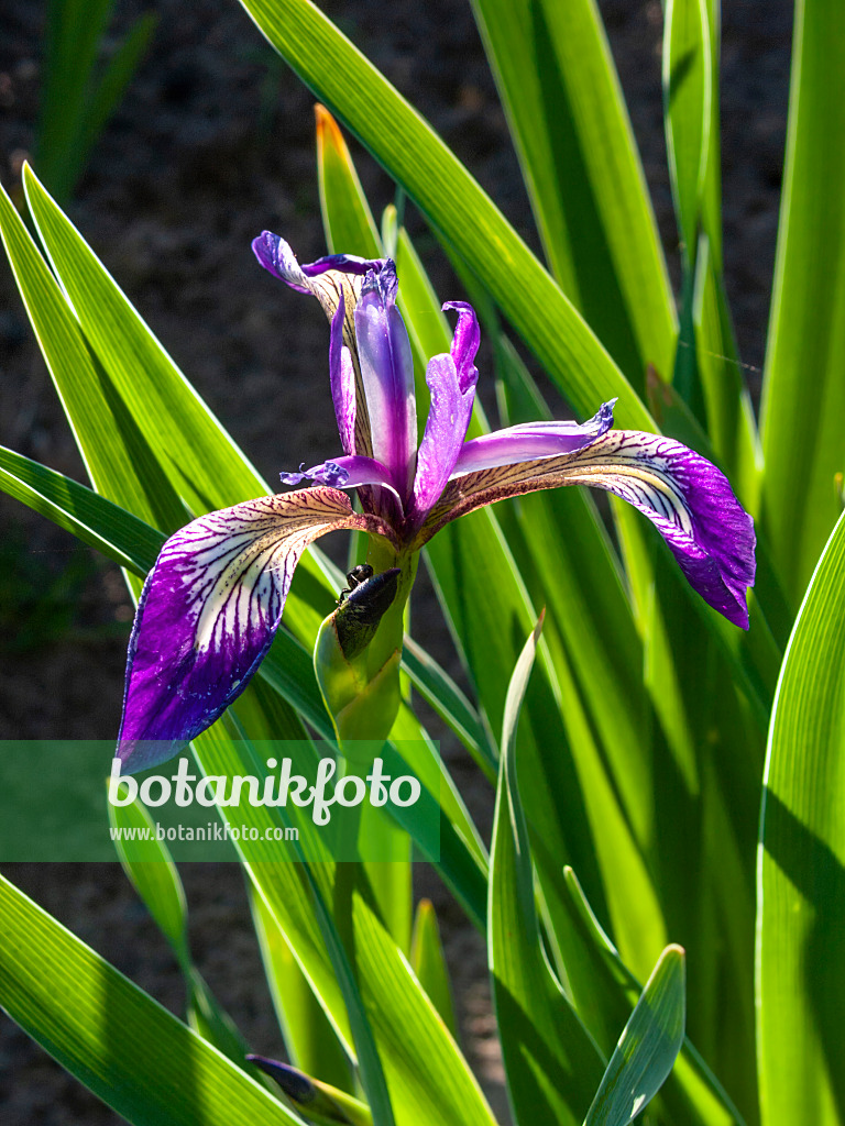 413051 - Verschiedenfarbige Schwertlilie (Iris versicolor 'Karmesina')