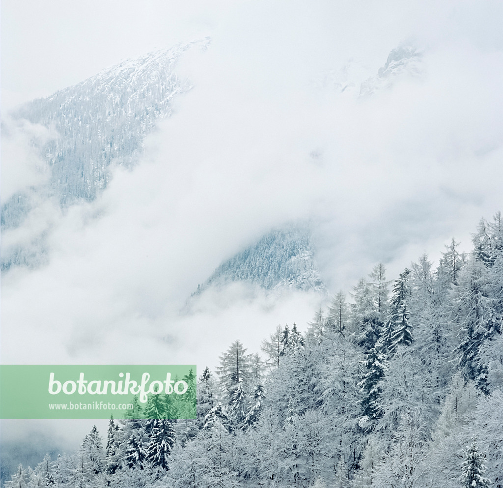 244013 - Verschneiter Berghang, Nationalpark Berchtesgaden, Deutschland