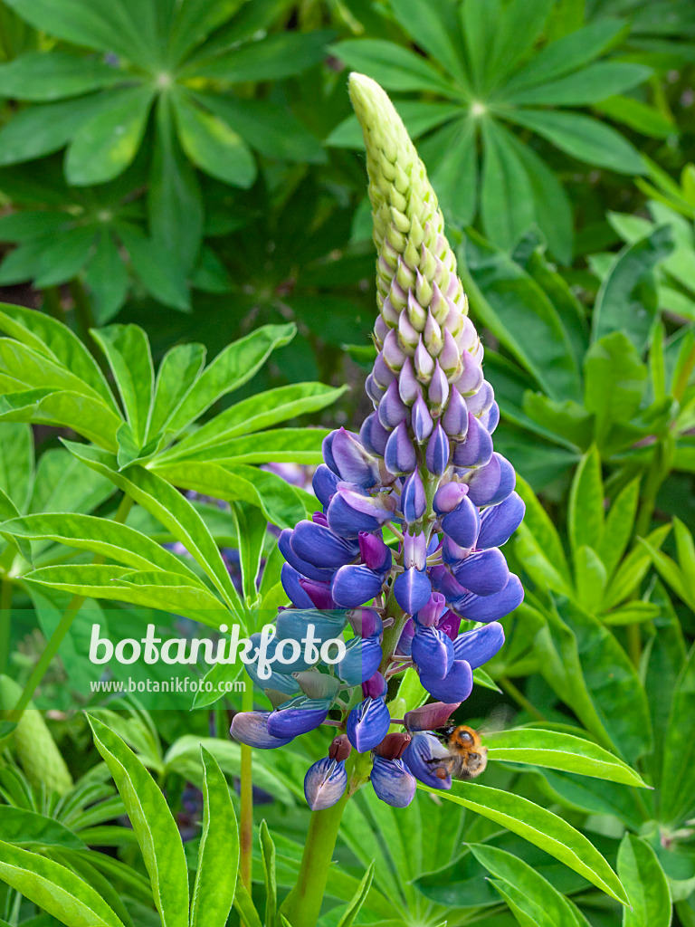 414056 - Vielblättrige Lupine (Lupinus polyphyllus)