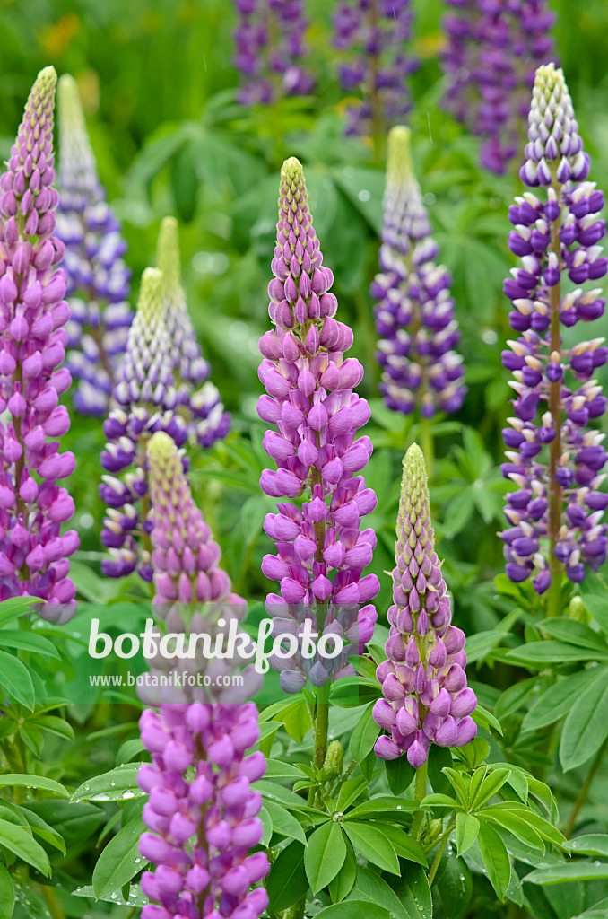 520324 - Vielblättrige Lupine (Lupinus polyphyllus)