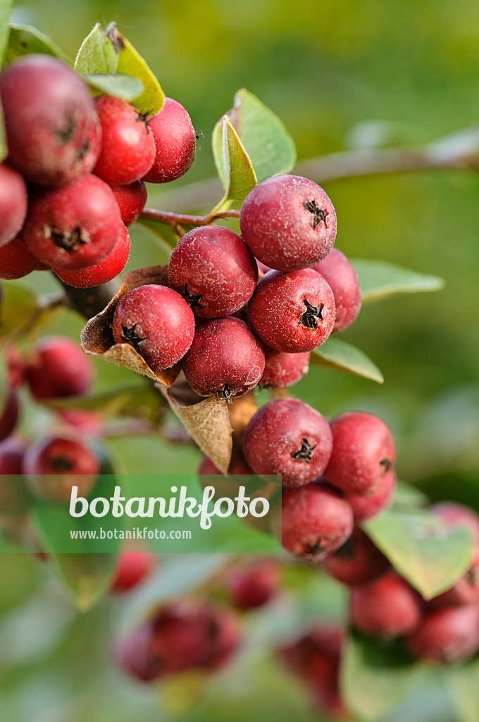 476253 - Vielblütige Zwergmispel (Cotoneaster multiflorus)