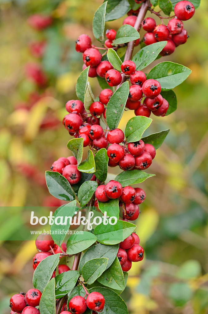 524159 - Vielblütige Zwergmispel (Cotoneaster multiflorus)