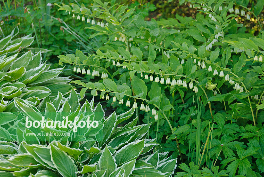 496179 - Vielblütiges Salomonssiegel (Polygonatum multiflorum) und Funkien (Hosta)