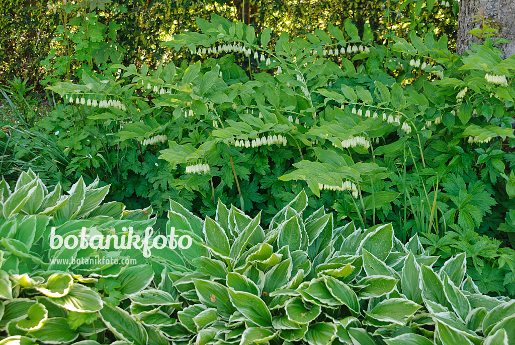 496180 - Vielblütiges Salomonssiegel (Polygonatum multiflorum) und Funkien (Hosta)