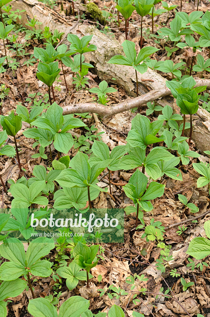 507162 - Vierblättrige Einbeere (Paris quadrifolia)