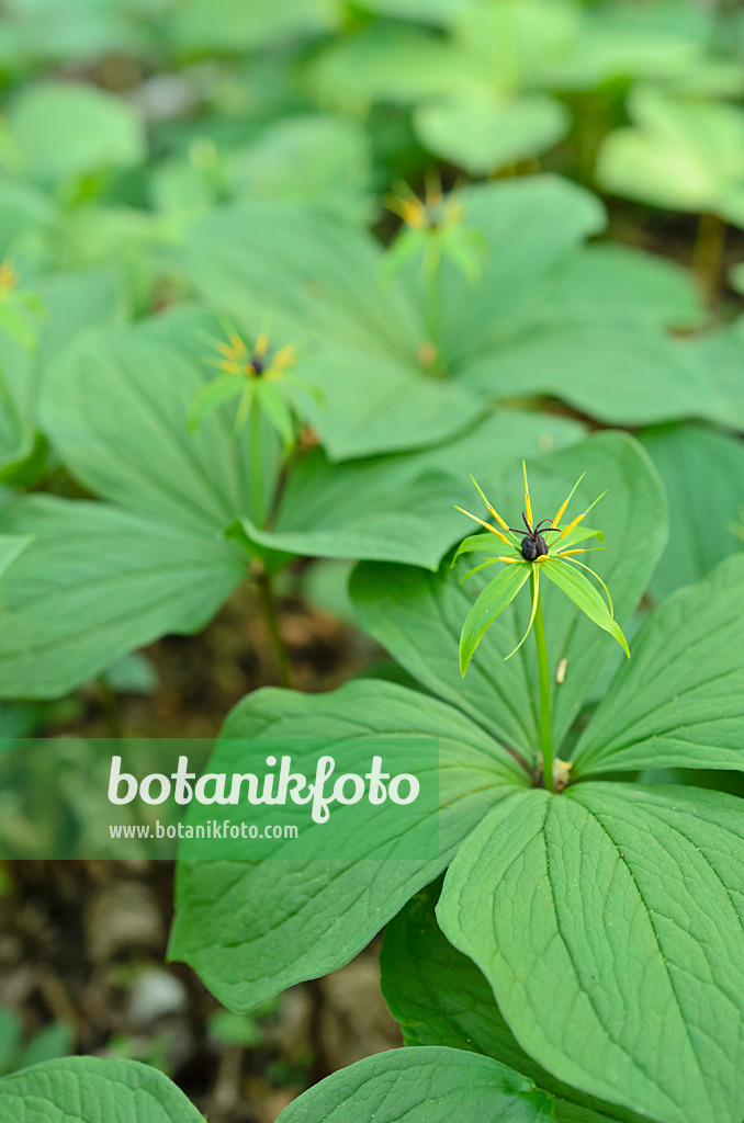 508002 - Vierblättrige Einbeere (Paris quadrifolia)