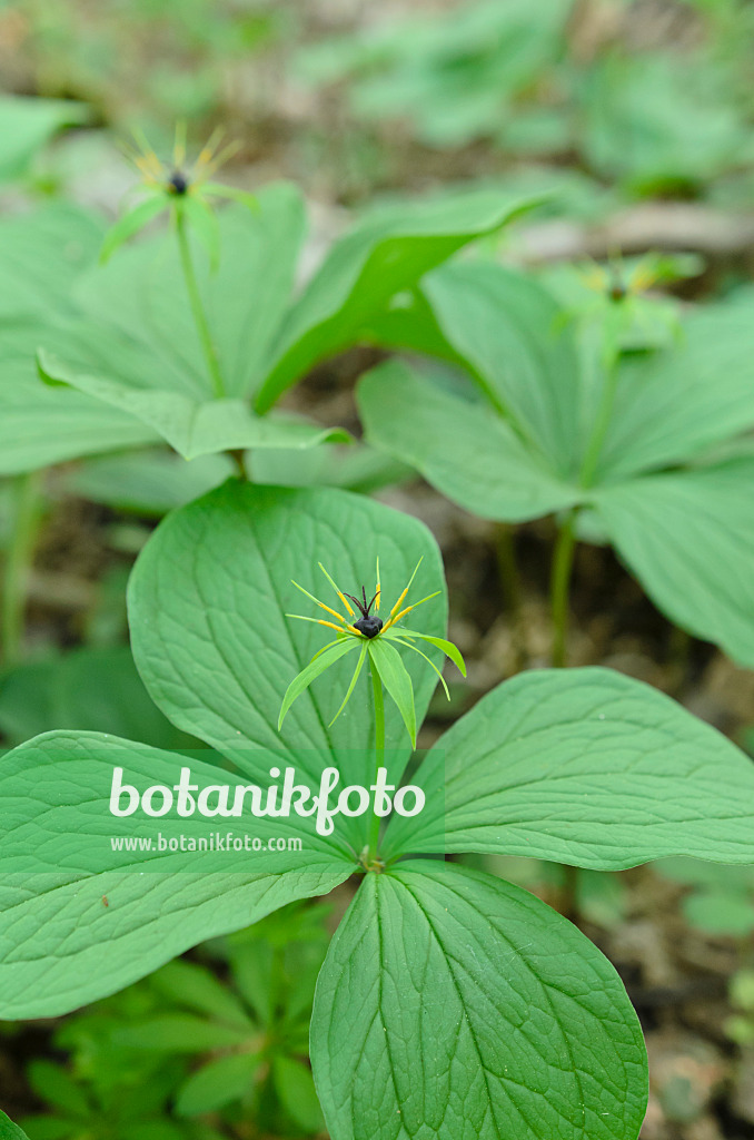 508003 - Vierblättrige Einbeere (Paris quadrifolia)